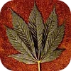 cannabis_indica_afghani.jpg