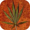 cannabis_sativa_columbian.jpg